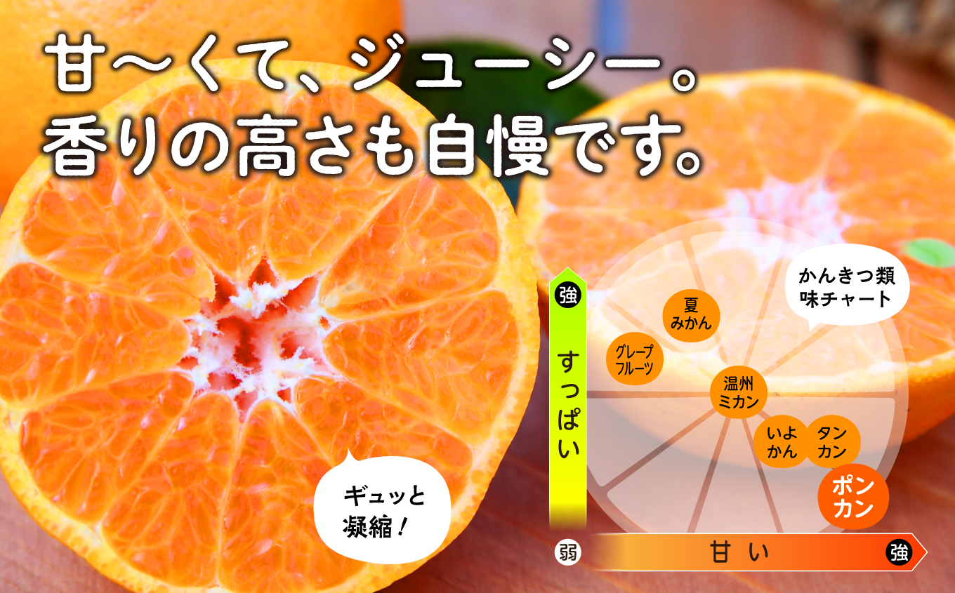 《先行予約　2024年12月以降順次発送 》 種子島産ポンカン約10kg （約65玉）【南種子町果樹部会】