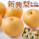 【ふるさと納税】【先行予約】佐藤ファーム 新興梨 8玉から12玉 (約5kg) 2025年10月中旬から10月下旬 出荷予定