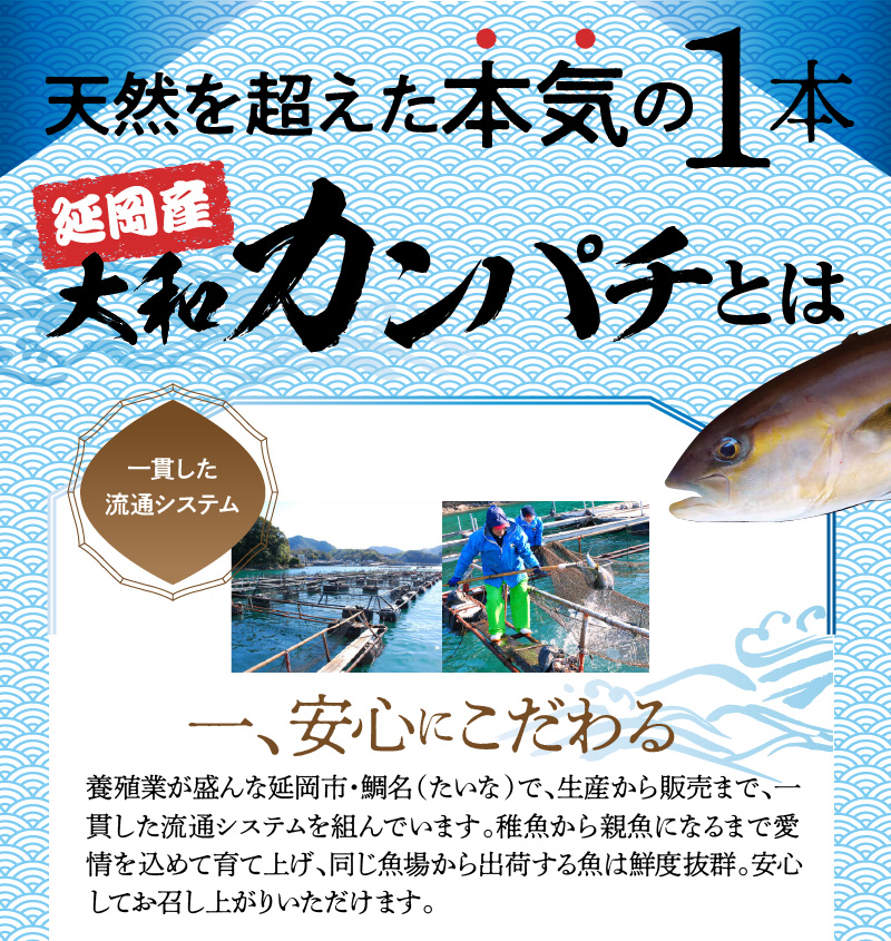 高級大和カンパチお造り4人前約320g N072-YA0434