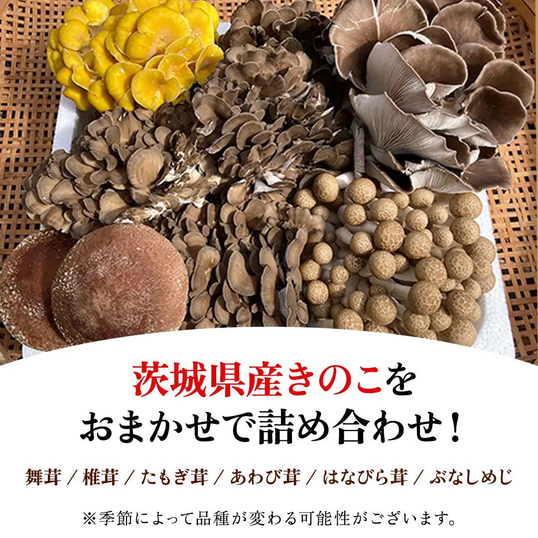 きのこ の 詰め合わせ 約1.5kg Mサイズ 茨城県 城里町産 舞茸 椎茸 あわび茸 たもぎ茸 はなびら茸 ぶなしめじ 完全室内栽培 栄養豊富 こだわりのキノコ詰め合わせ 直送 新鮮 セット (AU