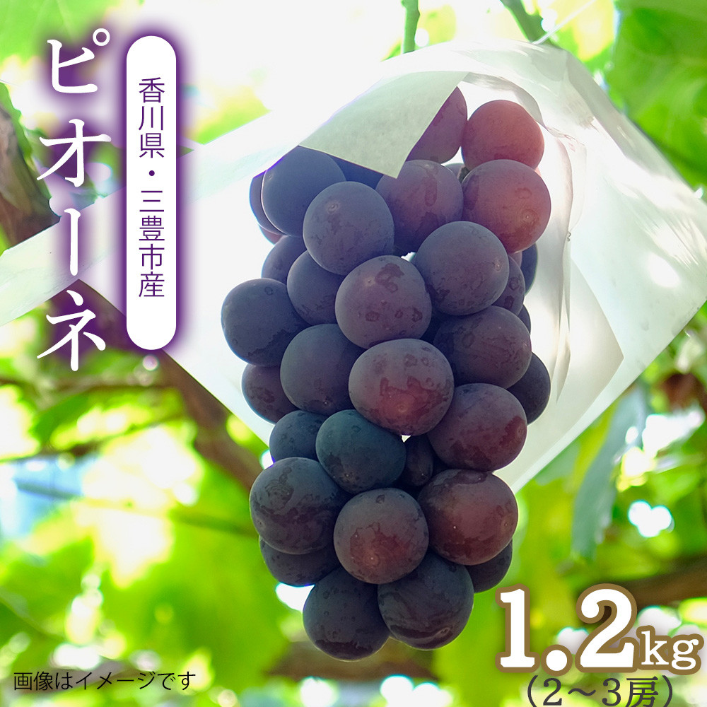 
                  ピオーネ 三豊市産 1.2kg 2～3房
                