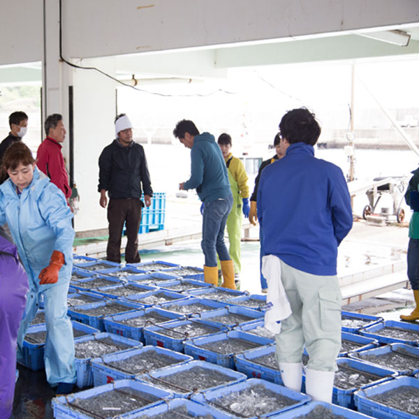 M145　【冷凍】釜揚げしらす　紀州湯浅　まるとも海産
