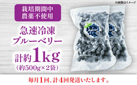 【全4回定期便】青い宝石 国産 急速冷凍ブルーベリー 計約1kg（約500g×2袋） 果物 くだもの フルーツ ぶるーべりー 熊本県 菊陽町【アグファーム株式会社】[BHCX012]