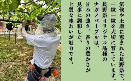 ナガノパープル約1kg（2~3房）|ナガノパープル ナガノパープル ナガノパープル ナガノパープル ナガノパープル