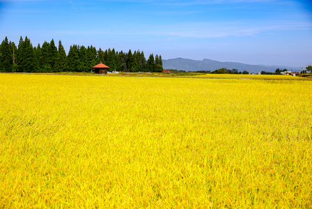 【 令和7年産 新米 予約 】魚沼産コシヒカリ 九左衛門の米 5kg（5kg×1袋）
