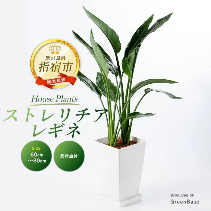 【観葉植物】ストレリチア・レギネ 極楽鳥花 60cm～80cm Green Base IB003-001 観葉植物 ※北海道・沖縄・離島配送不可