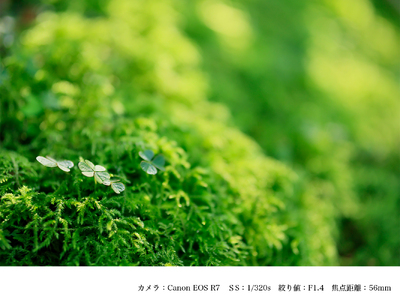 SIGMA 56mm F1.4 DC DN | Contemporary(数量限定)【キヤノンRFマウント用】