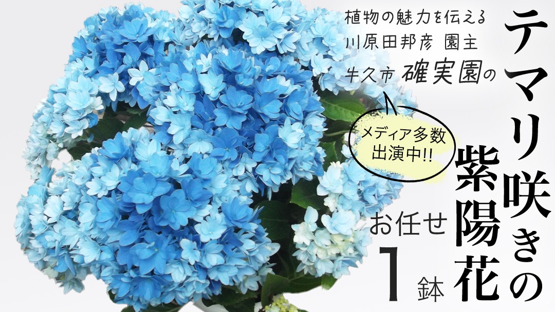 ≪先行予約≫ アジサイ テマリ咲き【 おまかせ 1点 】【2026年4月上旬頃より発送開始】植物 花 インテリア フラワー 紫陽花 お花 園芸 初夏 贈り物 ギフト ガーデニング [BG004us]