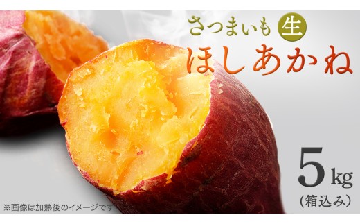 さつまいも 【 ほしあかね 】 5kg（ 箱込 ）　サツマイモ さつま芋 芋 いも 野菜 焼き芋 スイーツ おやつ 国産	