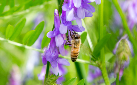 純粋ハチミツ ソヨゴ 500g×1 瑞浪市 / honey shop Bee farm asano 蜂蜜 はちみつ [AZBT011]