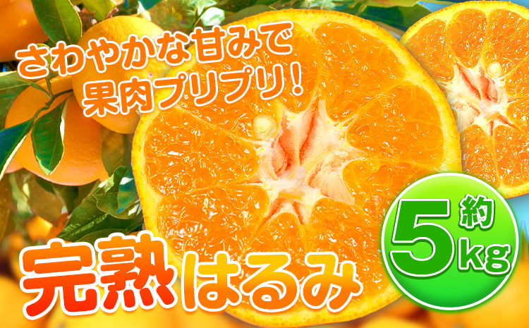 【先行予約】果肉ぷりぷり！ 完熟はるみ 約5kg 株式会社魚鶴商店 《2026年2月中旬-3月中旬頃出荷予定》 和歌山県 日高町 はるみ みかん ミカン 蜜柑 フルーツ 柑橘(F)
