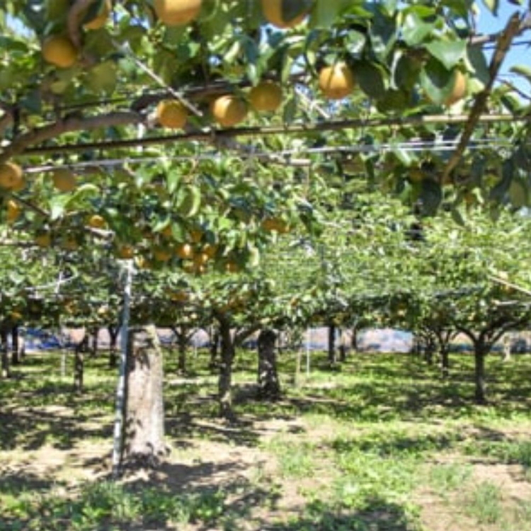 【先行予約】小林果樹園の梨 秋月 5～8玉 約3kg｜あきづき 朝どり みずみずしい 梨 なし ナシ フルーツ 果物 常総市