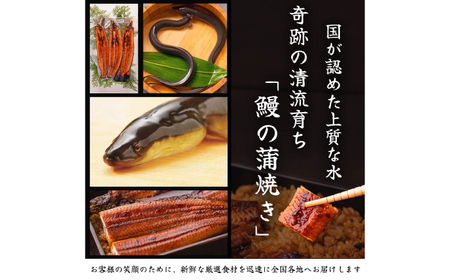 高知県産 うなぎ 長蒲焼1尾 約180g×1 1〜2人前/ 鰻 ウナギ 土用丑の日 高知産 うなぎ 【土佐黒潮水産】[ATCQ011]