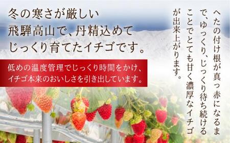 【数量限定】先行予約 いちご【3月・4月限定発送】朝摘み! 濃厚 紅ほっぺ 約900g～1kg | 産地直送 農家直送 2パック 苺 イチゴ 数量限定 果物 フルーツ 新鮮 春 旬 国産 飛騨高山 m