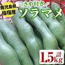 【ふるさと納税】＜期間・数量限定＞鹿児島県指宿産！ソラマメ(計1.5kg・さや付き) ソラマメ そらまめ そら豆 さや付き 野菜 特産 新鮮 鹿児島県【ナマケモノ畑】