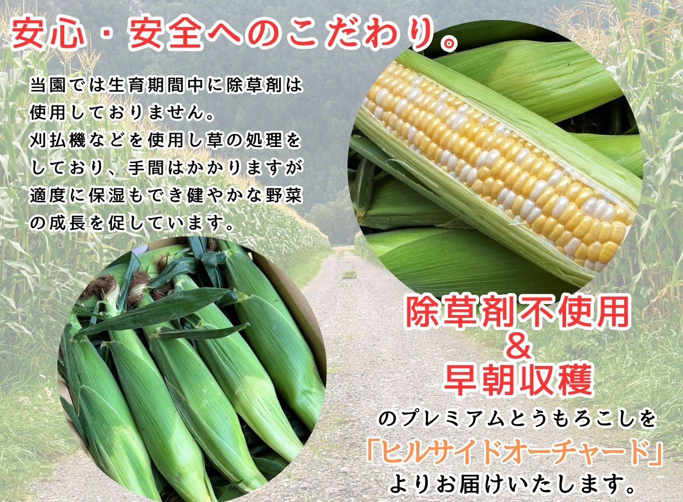 【先行予約】2025年6月中旬から発送【朝採り】ドルチェドリーム(とうもろこし)　６本入り（約2.5kg）　ヒルサイドオーチャード[5839-2088]