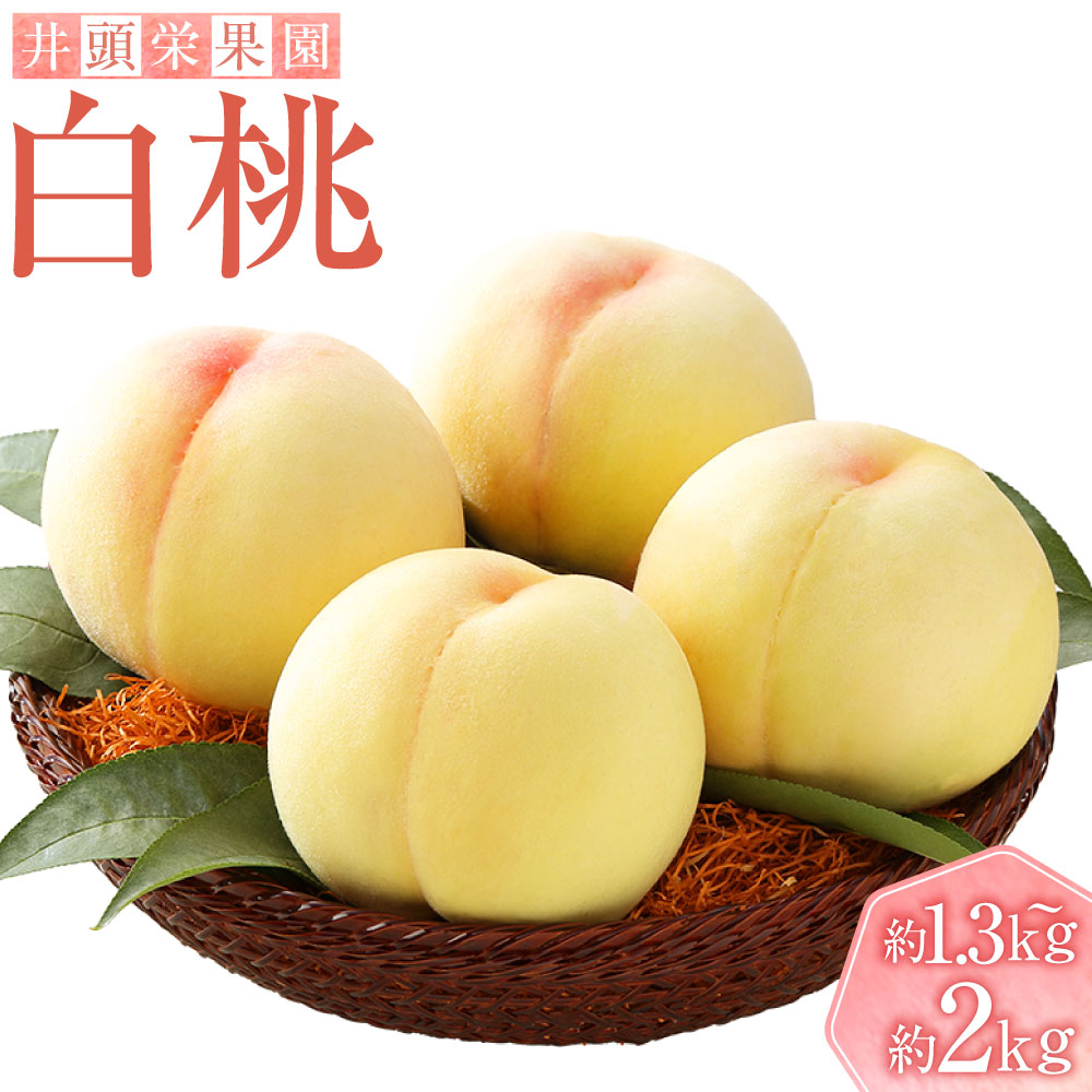 【ふるさと納税】井頭栄果園 白桃 ＜選べる内容量＞ 約1.3kg（4～6玉） / 約2kg（7～8玉） 桃 もも モモ フルーツ くだもの 果物 果実 デザート 岡山県産 国産 岡山県 倉敷市 送料無料 【2026年7月上旬～8月上旬迄順次発送予定】