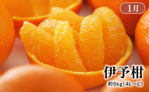 【定期便】【愛媛県共通返礼品】愛媛のかんきつ定期便（全6回）（日の丸みかん・紅まどんな・伊予柑・不知火・せとか・河内晩柑) ｜みかん 蜜柑 日の丸みかん 紅まどんな 伊予柑 不知火（デコポン） せとか
