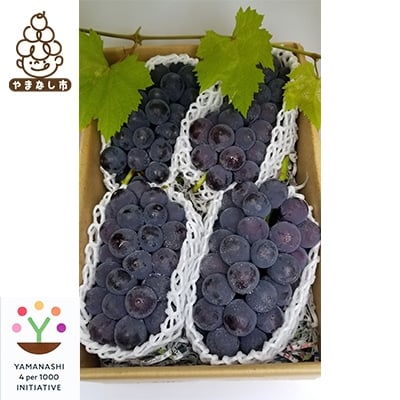 
            ＜2026発送予定＞農家朝どり種無し巨峰　3～5房入り　山梨市産地直送　約2kg以上【1178163】
          