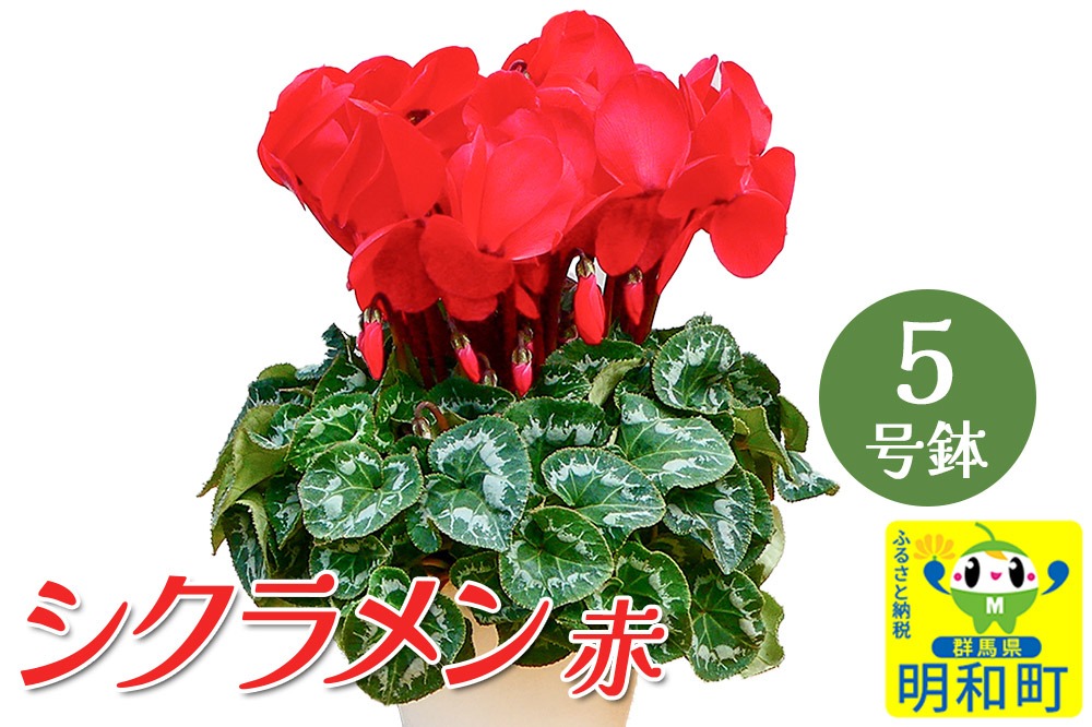 シクラメン（赤） 5号鉢 長持ち 育て方が簡単 冬の花 ＜期間限定＞|10_sen-030101