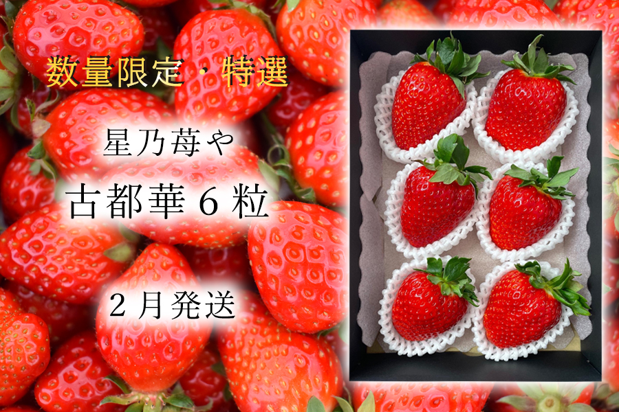 古都華特選6粒1パック入2月発送 / 奈良県広陵町古都華生産星乃苺や いちご イチゴ 古都華 奈良