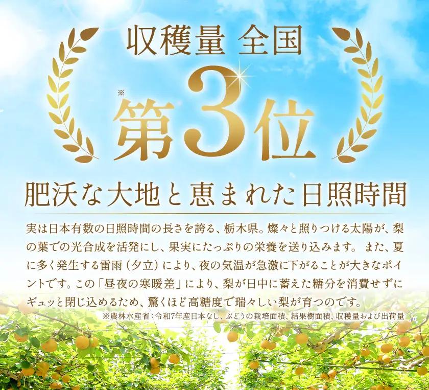 先行予約 旬の梨 約4kg 幸水 豊水 あきづき 新高 にっこり《8月上旬-10月中旬頃出荷予定》 栃木県 野木町 なし ナシ くだもの 果物 青果物 フルーツ