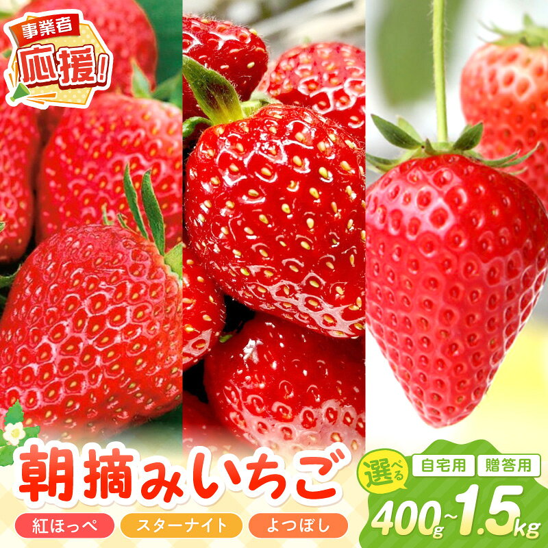【ふるさと納税】選べる 種類 内容量！【2027年1月～2027年4月発送予定】朝摘みいちご 紅ほっぺ スターナイト よつぼし 自宅用 贈答用 400g～1.5kg 【ふるさと納税3.0】【配送不可地域：北海道・沖縄・離島】 ふるさと納税 いちご 苺 大阪府 泉南市 フルーツ 果物 くだもの
