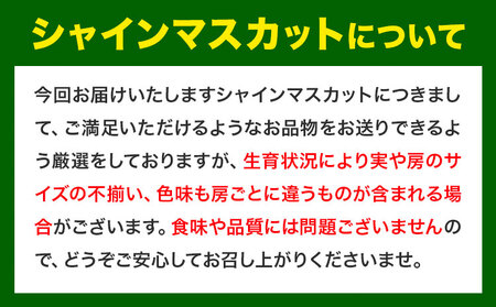 【先行予約】厳選 シャインマスカット 訳あり 計約2.6kg 定期便 2か月 ぶどう 1位 マスカット フルーツ 数量限定 果物 岡山 訳あり シャインマスカット 晴王 ブドウ ご家庭用 シャインマス