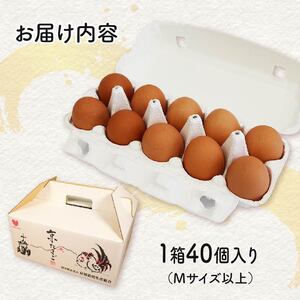 純国産種鶏の京たまご 「茶乃月」40個入 たまご