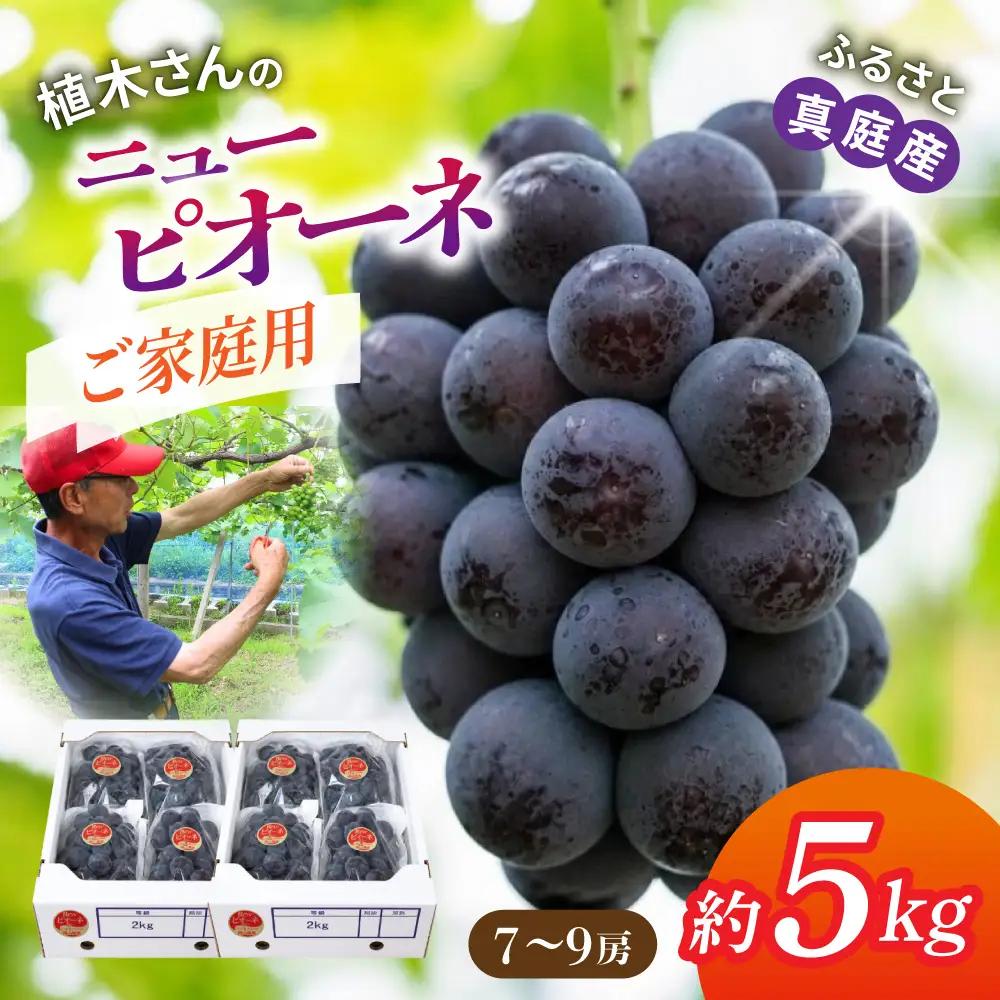 【先行予約】 数量限定 植木さんのニューピオーネ 約5kg 7～9房 〈ご家庭用〉 【期間限定/9月～10月末頃より順次発送】 産地直送 岡山県 真庭市の自然が磨いたピオーネ ぶどう園AC 大粒 濃厚 ブドウ 種なし ブドウ 果物 フルーツ 期間限定 自宅用 産直 5キロ  【beac004-01】