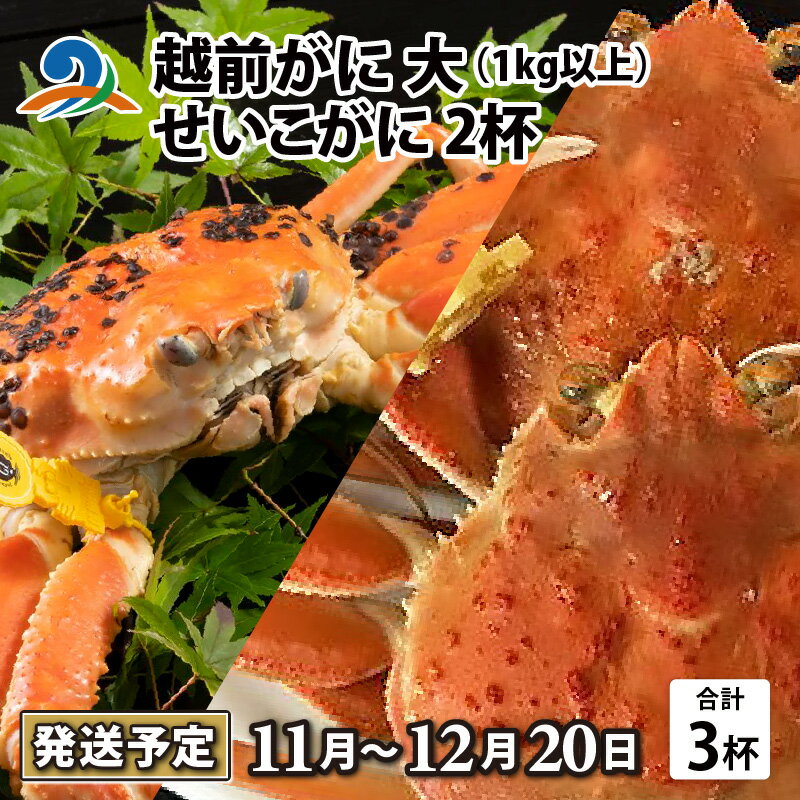 【ふるさと納税】【先行予約】越前がに 大 （1kg以上） 1杯 ・せいこがに 2杯 【11月～12月20日発送予定】/ 雄 雌 ズワイガニ ずわいがに ズワイ蟹 セイコガニ せいこ蟹 セコガニ 越前ガニ ボイル 冷蔵 ご自宅用 カニ かに 国産 南越前町 送料無料