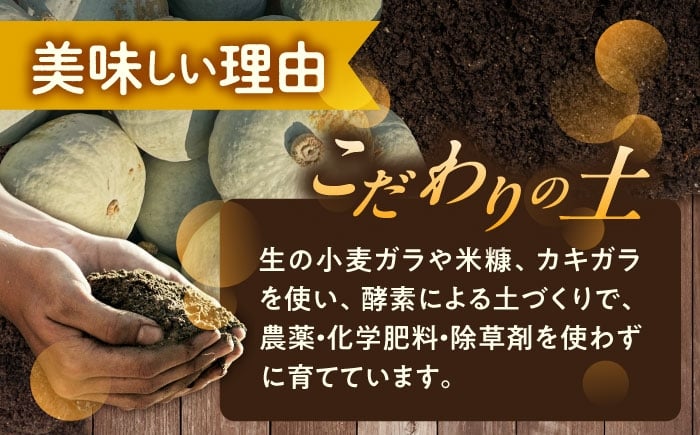 かぼちゃ カボチャ とっておき  北海道産 足寄町 北海道