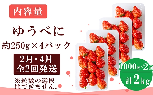 定期便(全2回)【先行予約】農家直送 南関町産いちご(ゆうべに) 計1kg 4パック×2 家庭用 2月・4月の2回発送　Sから3Lまで混在