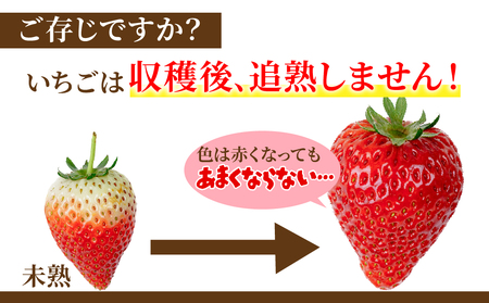 【先行受付：1月中旬以降発送】いちご「茂木完熟いちご」 篠崎さんが育てた とちおとめ ＆ とちあいか レギュラーサイズ 食べ比べセット 約270g × 各2パック 合計約1080g