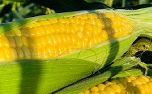 まるごととうもろこジャム☆3個セット【とうもろこし トウモロコシ ジャム 野菜 やさい 福岡県 筑前町】【202609】