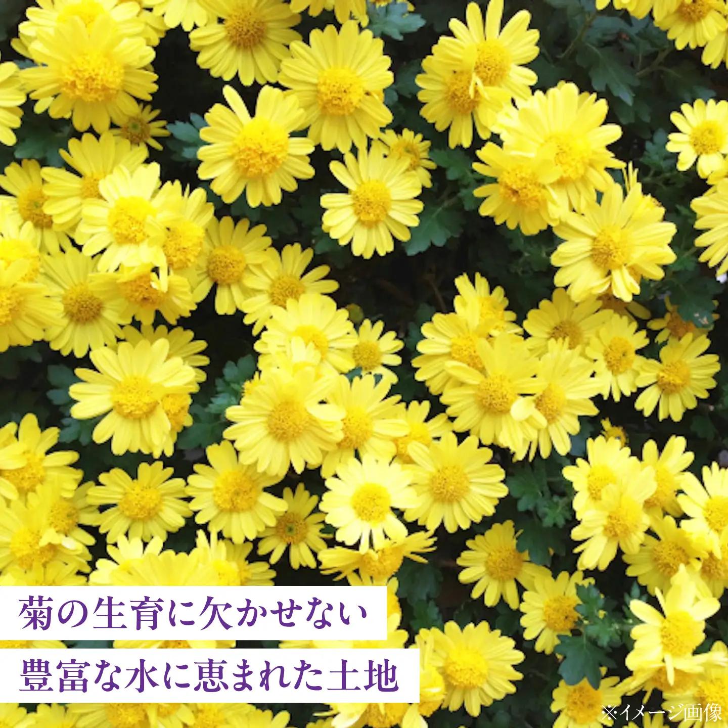 大菊小菊3色ミックス 花 季節の花束 ギフト おまかせ 広島県江田島市/山本農園[XDA002]