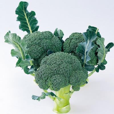 ふるさと納税 坂出市 ブロッコリー　約4kg