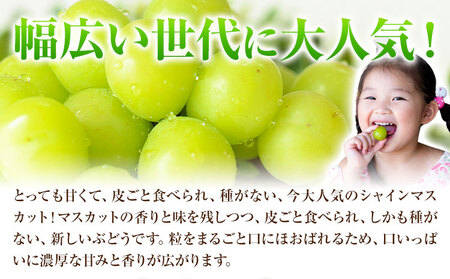 【先行予約】ご家庭用 岡山県産 シャインマスカット 約1.2kg ( 2～3玉 ) クール便 晴れの国 おかやま館 (つむぐ株式会社) 《2024年9月上旬-11月中旬頃出荷》岡山県 浅口市 マスカッ
