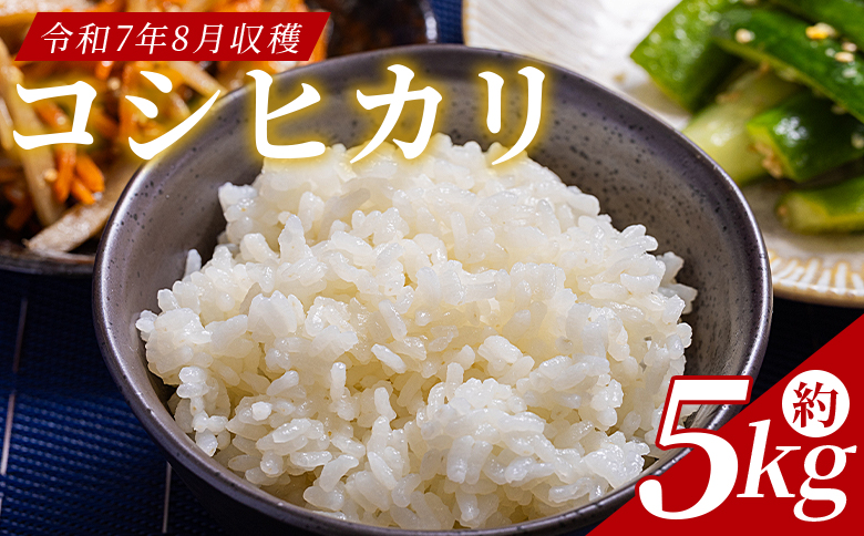 どぶろく工房香南 新米 コシヒカリ 約5kg (令和7年8月収穫) - 国産 高知県産 精米 白米 お米 米 こめ コメ こしひかり ご飯 ごはん おにぎり 食品 どぶろく工房香南 高知県 香南市 常温 db-0043