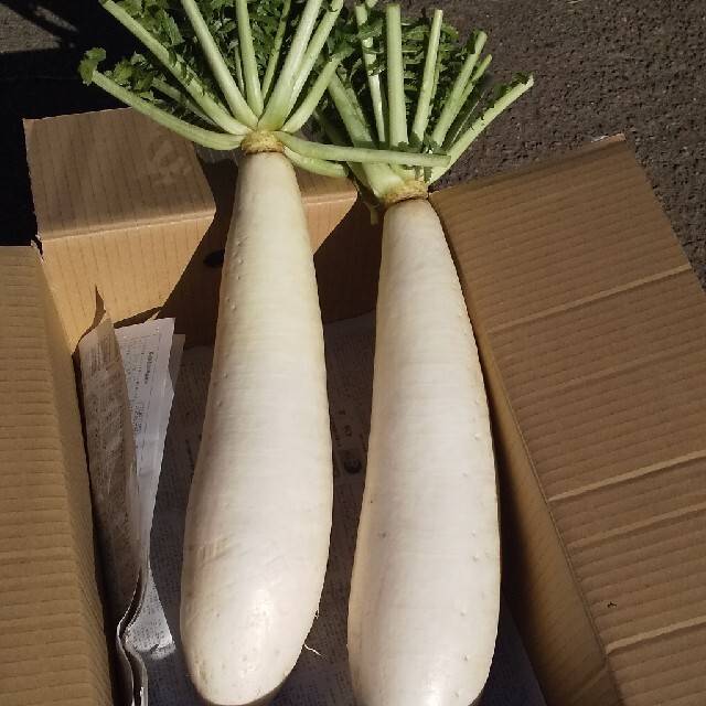 三浦大根【1本3〜4kg】×5本【数量限定】　M089-004【田中農園SAYURAN】