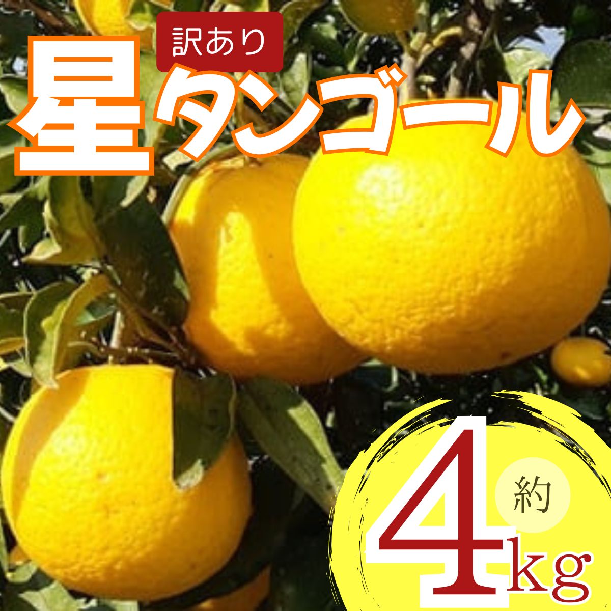 【ふるさと納税】 【先行予約】 【訳あり】星タンゴール 4kg みかん 柑橘 オレンジ 清見 タンゴール 果物 フルーツ 高知県産柑橘 農家直送 数量 果汁 くだもの サマー清見 ※4月より出荷開始 数量限定 送料無料 8000円
