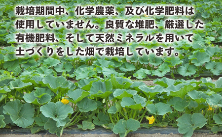 かぼちゃ 南瓜 2玉 約2.5～3kg 冬至といえば栗かぼちゃ 冬限定 -冬至かぼちゃ 栗かぼちゃ カボチャ冬至かぼちゃ 栗かぼちゃ カボチャ冬至かぼちゃ 栗かぼちゃ カボチャ冬至かぼちゃ 栗かぼちゃ