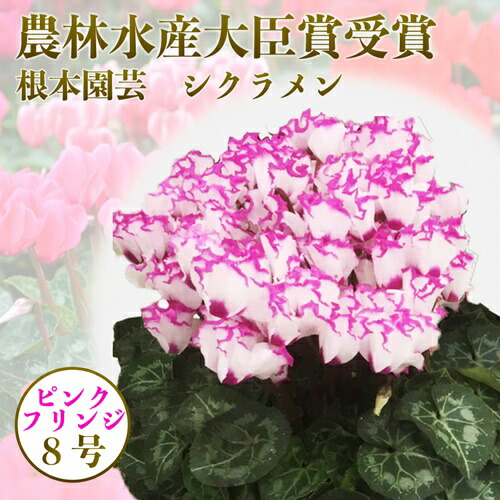 【2026年 先行予約】シクラメン フリンジ ピンク系 8号｜花ギフト 花苗 鉢植え aj005-ae