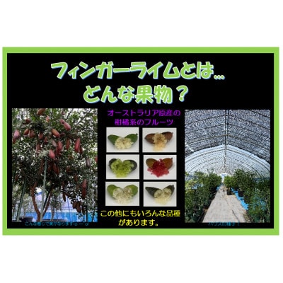 【宮城県村田町産】フィンガーライムMIX　100g×1パック【配送不可地域：離島】【1747195】