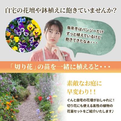 ふるさと納税 筑前町 季節の切り花苗 お任せ12ポットmixセット |  | 01