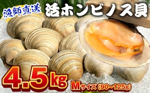 漁師直送！活ホンビノス貝4.5kg（Mサイズ）　ホンビノス 貝 白はまぐり 大あさり 浜焼き BBQ バーベキュー アウトドア キャンプ 漁師直送 産地直送 魚介類 海鮮 貝 シーフード クラムチャウダー スープ パスタ 天ぷら 酒蒸し 千葉県