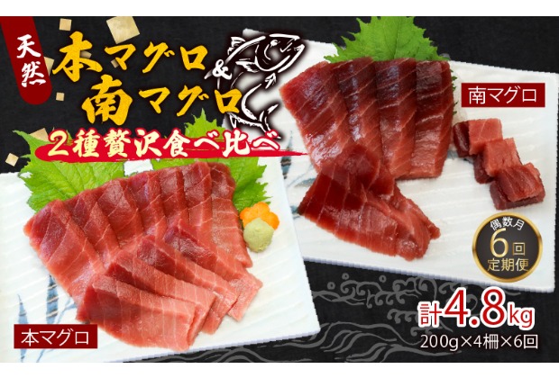 【６回定期便】本マグロ 南マグロ 中トロ 各２柵 偶数月 まぐろ 鮪 鮮魚 刺身 寿司 高級 食べ比べ