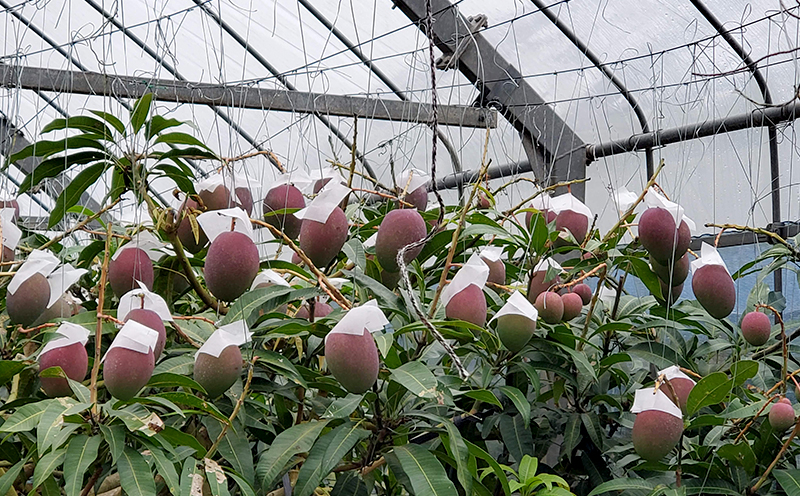 2025年発送【きなマンゴー園】アップルマンゴー　家庭用2kg以上 先行予約 完熟 マンゴー アップル 南国 沖縄 フルーツ くだもの 果物 果実 先行予約 産地直送 贅沢 濃厚 スイーツ デザート 