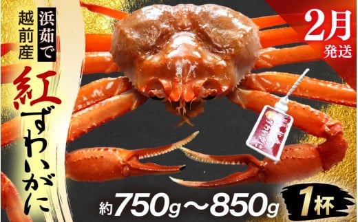 ≪浜茹で≫越前産 紅ずわいがに × 1杯（生で約750g～850g）【2月発送分】【紅ズワイガニ カニ かに 蟹】【紅ずわいがに】希望日指定不可 [e80-x002_02]