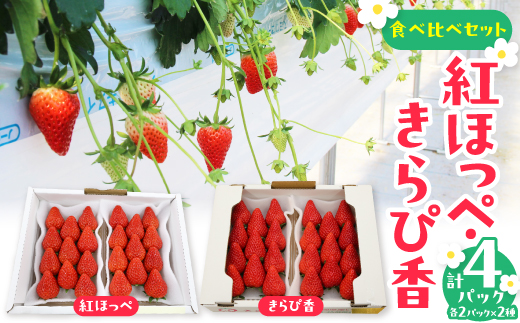 紅ほっぺ・きらぴ香食べ比べ(各2パック計4パック　約1040g) 掛川市人気のいちごセット【配送不可地域：離島・北海道・沖縄県・四国・九州】